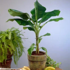Smoothie Kit -Flourish Garden Cavendish Banana 4 d5d43398 d2c2 4a90 8865 0f7abee58540