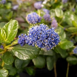 Yankee Point California Lilac -Flourish Garden Ceanothus Yankee Point 1