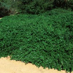Yankee Point California Lilac -Flourish Garden Ceanothus Yankee Point 5