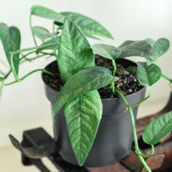 Cebu Blue Pothos -Flourish Garden Cebu Blue Pothos 1