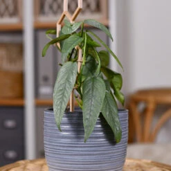 Cebu Blue Pothos -Flourish Garden Cebu Blue Pothos 3