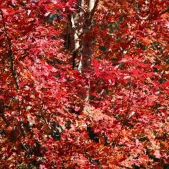 Celebration Maple Tree -Flourish Garden Celebration Maple 2 FGT