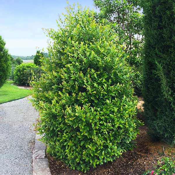 Cherry Laurel 'Centre Court™' 1 Cherry Laurel 'Centre Court™'
