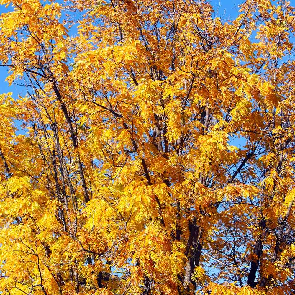 Chandler Walnut Tree 3 Chandler Walnut Tree - Image 3