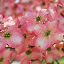 Cherokee Brave Dogwood -Flourish Garden Cherokee Brave Dogwood 3 FGT