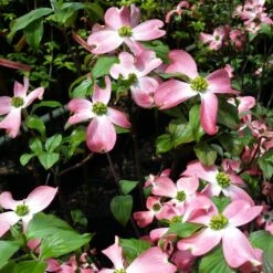 Cherokee Chief Dogwood -Flourish Garden Cherokee Chief Dogwood 2 FGT