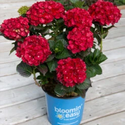 Cherry-Go-Round™ Hydrangea -Flourish Garden Cherry Go Round Hydrangea 1