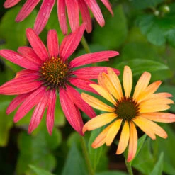 Cheyenne Spirit Echinacea (Coneflower) -Flourish Garden Cheyenne SPirit Coneflower 4
