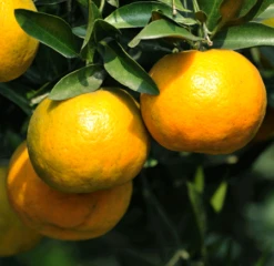 Chinotto Sour Orange Tree -Flourish Garden Chinotto Sour Orange Tree 450 D1