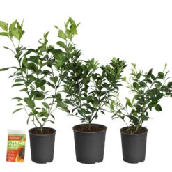 All-in-One Citrus Starter Kit -Flourish Garden Citrus Starter Kit 2