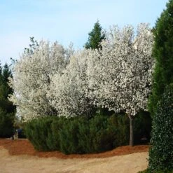Cleveland Pear Tree -Flourish Garden Cleveland Pear 2 FGT
