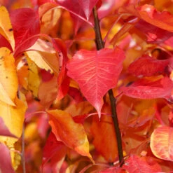 Cleveland Pear Tree -Flourish Garden Cleveland Pear 9 FGT