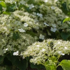 Climbing Hydrangea -Flourish Garden Climbing Hydrangea 2
