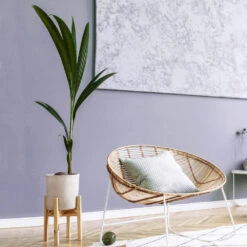 Coconut Palm Tree -Flourish Garden Coconut Palm 1 FGT