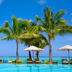 Coconut Palm Tree -Flourish Garden Coconut Palm 4