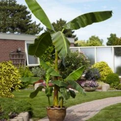 Cold Hardy Banana Tree -Flourish Garden Cold Hardy Banana Tree 1