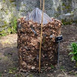 Cold Hardy Banana Tree -Flourish Garden Cold Hardy Banana Tree FGT 3