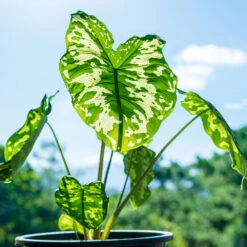 Colocasia 'Hilo Beauty' -Flourish Garden Colocasia Hilo beauty 1