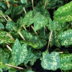 Colocasia 'Hilo Beauty' -Flourish Garden Colocasia Hilo beauty 2