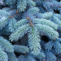 Colorado Blue Spruce Tree -Flourish Garden Colorado BLue Spruce 1 FGT