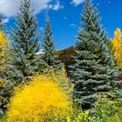 Colorado Blue Spruce Tree -Flourish Garden Colorado BLue Spruce 4 FGT