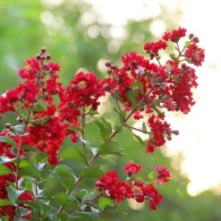 Colorama™ Scarlet Crape Myrtle Tree -Flourish Garden Colorama Scarlet Crape Myrtle 2