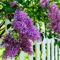 Common Purple Lilac -Flourish Garden Common Purple Lilac 3