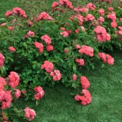 Coral Drift® Rose 5 Coral Drift® Rose -Flourish Garden Coral Drift Rose 2 FGT