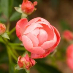 Coral Knock Out® Rose Shrub -Flourish Garden Coral Knockout Rose 2 FGT