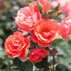 Coral Knock Out® Rose Tree 5 Coral Knock Out® Rose Tree -Flourish Garden Coral Knockout Rose Tree 1