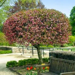 CoralburstĀ® Crabapple