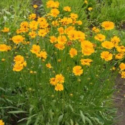 Nana Coreopsis (Tickseed) Plant -Flourish Garden Coreopsis Nana 1