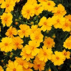 Nana Coreopsis (Tickseed) Plant