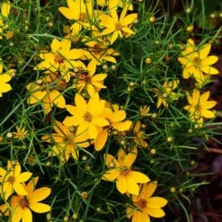 Threadleaf Coreopsis Plant -Flourish Garden Coreopsis Zagreb 3 FGT