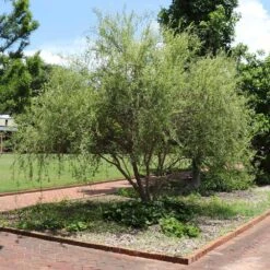 Corkscrew Willow Tree -Flourish Garden Corkscrew Willow 1