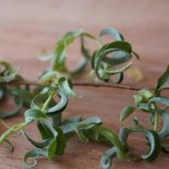 Corkscrew Willow Tree -Flourish Garden Corkscrew Willow 2