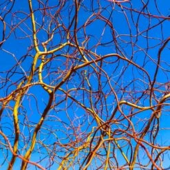 Corkscrew Willow Tree -Flourish Garden Corkscrew Willow 6