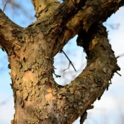 Cornelian Cherry Dogwood Tree 13 Cornelian Cherry Dogwood Tree -Flourish Garden Cornelian Cherry Dogwood