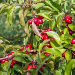 Cornelian Cherry Dogwood Tree 9 Cornelian Cherry Dogwood Tree -Flourish Garden Cornelian Cherry Dogwood 2 FGT