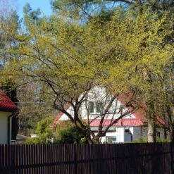 Cornelian Cherry Dogwood Tree 12 Cornelian Cherry Dogwood Tree -Flourish Garden Cornelian Cherry Dogwood 4 FGT