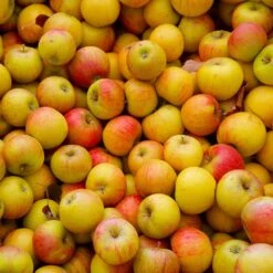 Cox's Orange Pippin Apple Tree -Flourish Garden Coxs Orange Pippen 2