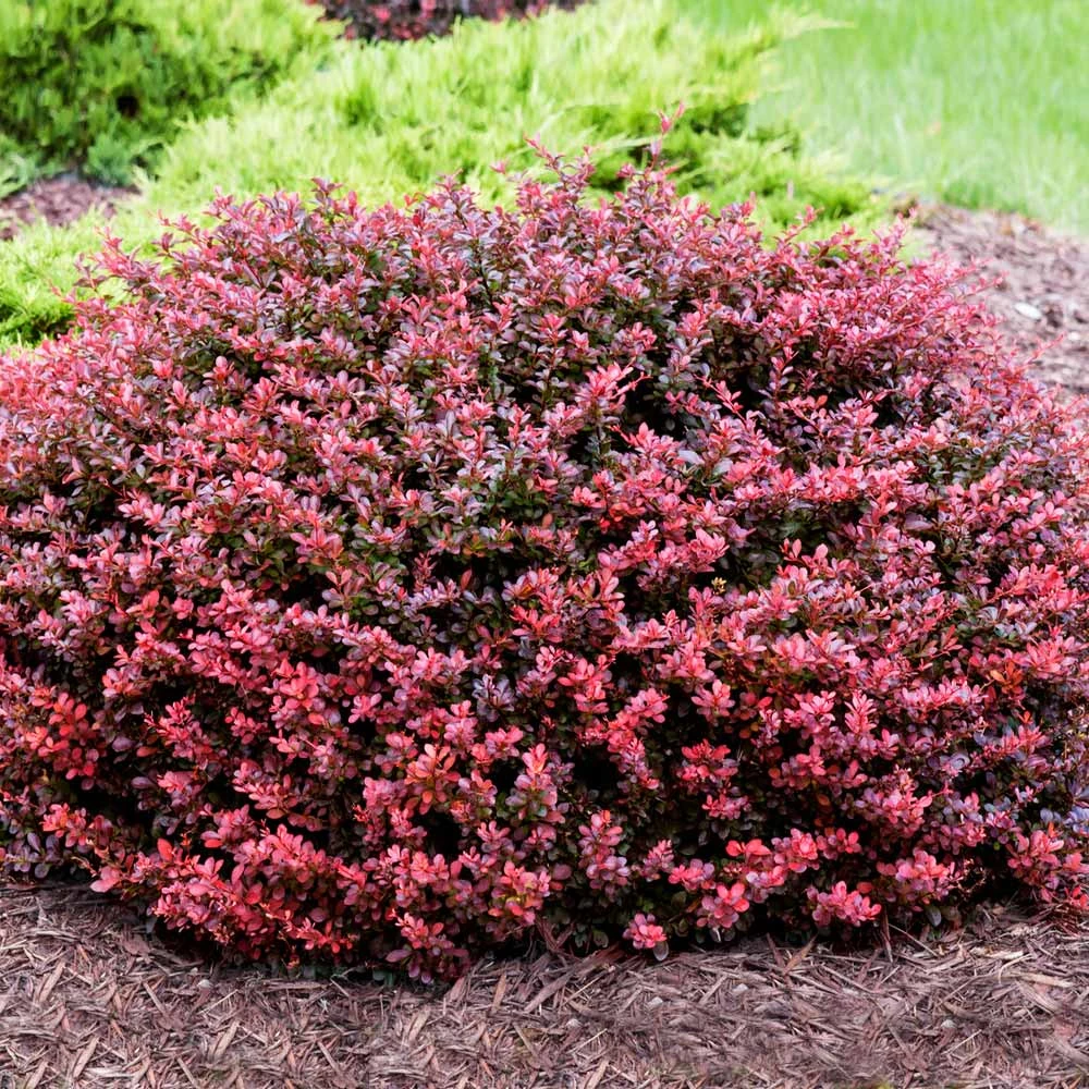 Crimson Pygmy Barberry Shrub 1 Crimson Pygmy Barberry Shrub