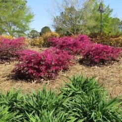Crimson Fire™ Loropetalum 6 Crimson Fire™ Loropetalum -Flourish Garden Crimson Fire Loropetalum 1