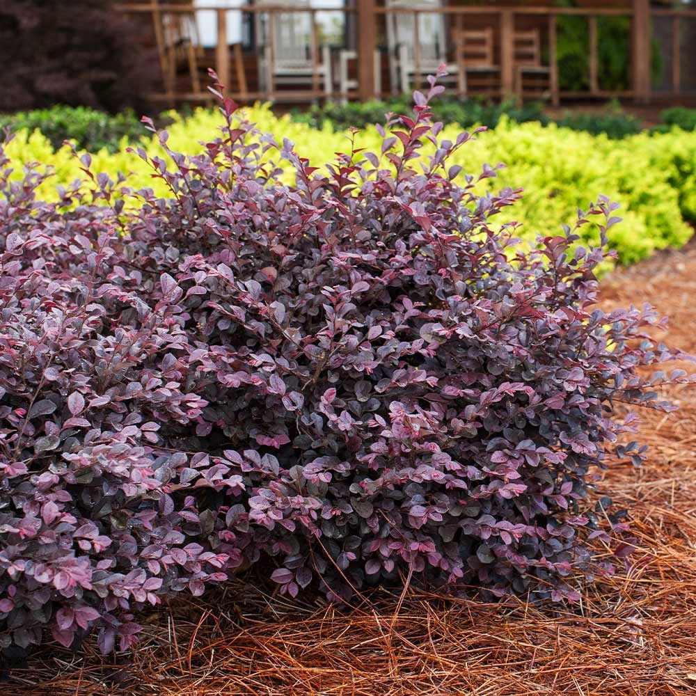 Crimson Fire™ Loropetalum 2 Crimson Fire™ Loropetalum - Image 2