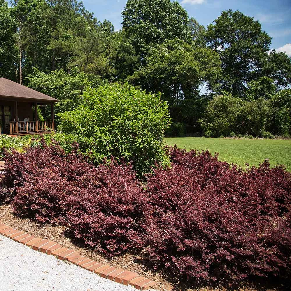 Crimson Fire™ Loropetalum 4 Crimson Fire™ Loropetalum - Image 4