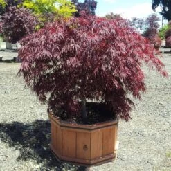 Crimson Queen Japanese Maple -Flourish Garden Crimson Queen Japanese Maple 1