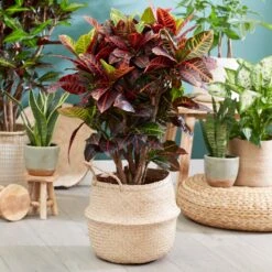 Sunset Hues House Plant Kit -Flourish Garden Croton Petra 1 FGT 445f7f6a 00f4 451b a6b3 3f52129ac266
