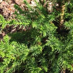 Black Dragon Cryptomeria -Flourish Garden Cryptomeria Black Dragon 3