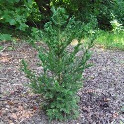 Black Dragon Cryptomeria -Flourish Garden Cryptomeria Black Dragon 4