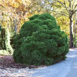 Cryptomeria 'Globosa Nana' Shrub -Flourish Garden Cryptomeria Radicans 1 5a013f2a 9f79 4f42 98de 73ba60d03d17